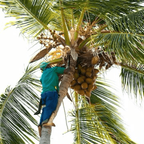 Coconut Plucking