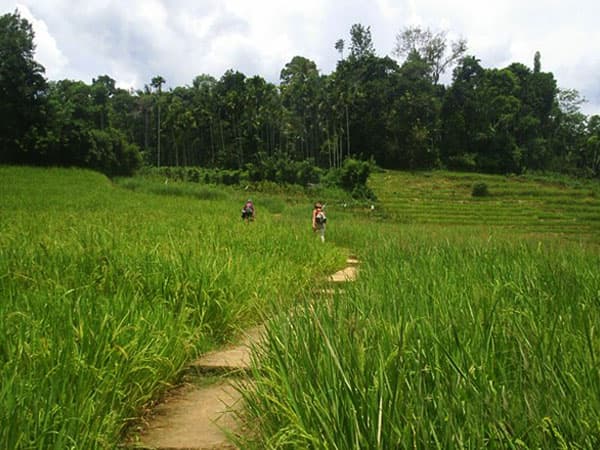 Paddy Field Walk