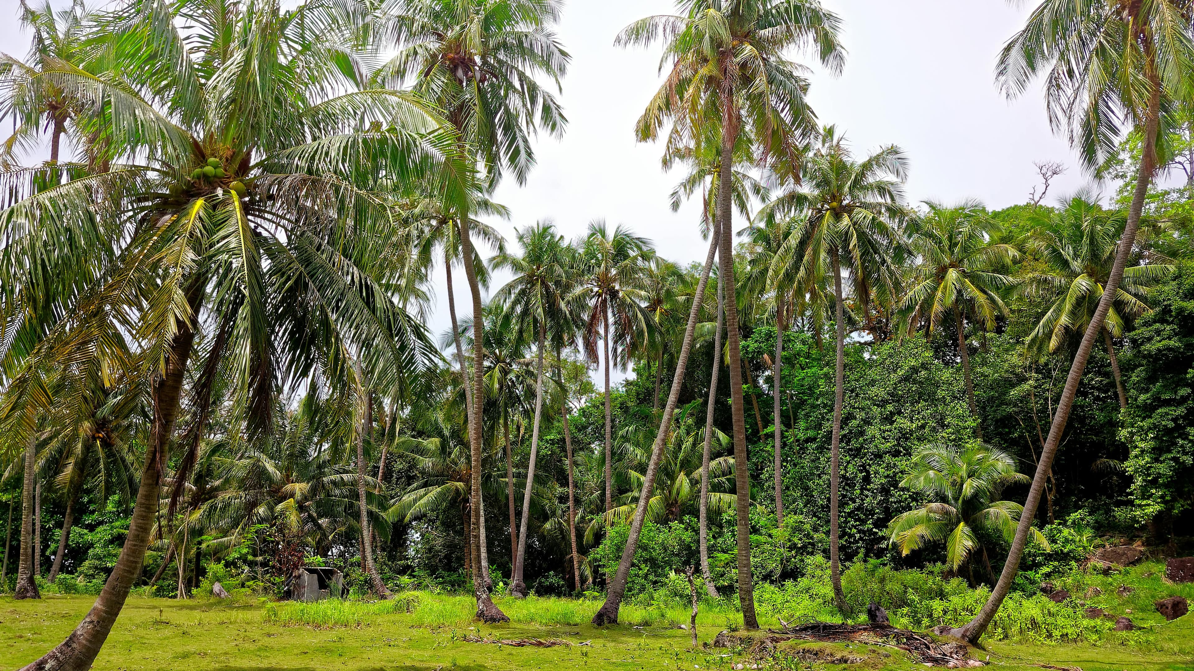 Coconut trees